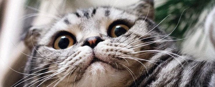 кот, усики, глаза, фото