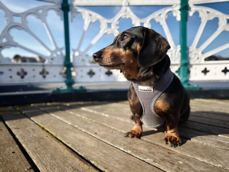 Xiaomi 17 Ultra якість фото