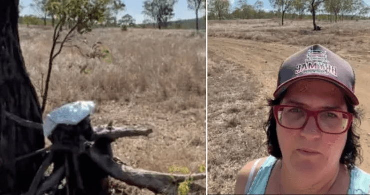 Жінка шукала посилку на фермі, посилка, кинули посилку, посилка під деревом, 800 акрів землі, листоноша, пошта Австралії, соцмережі, знайшла посилку під деревом