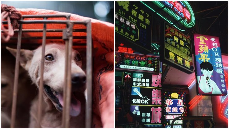 Місто з найбільшою густотою населення, туризм, подорожі, цікаві міста на планеті, Коулун, фото