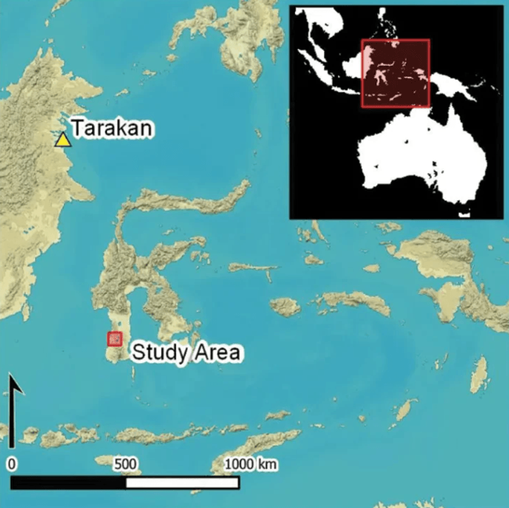 Древние ножи из акульих зубов, Археологическая находка из Сулавеси, Оружие тоальской культуры, Оружие эпохи неолита, Индонезийская археология, Ритуальное оружие, Доисторические культуры, Символика океанских хищников, Археологические находки