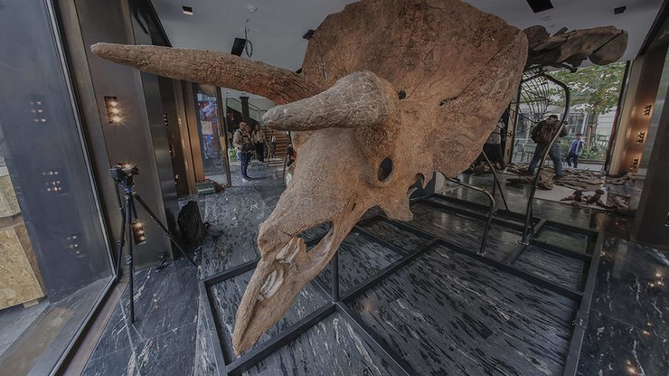 роги, кістковий комір, трицератопс, фото