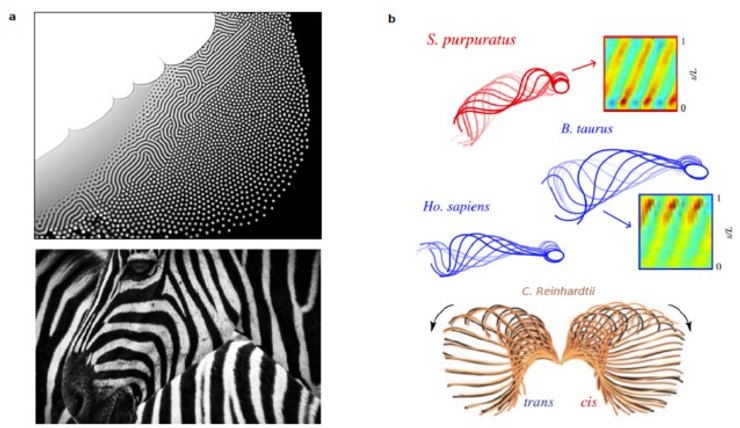 сперматозоиды и зебры