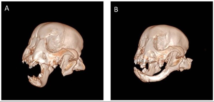 бульдог щелепа регенерація