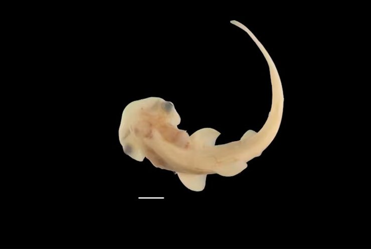 акула молот дитинча