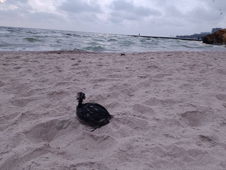 В Одеській затоці зафіксували масштабне забруднення води рослинною олією