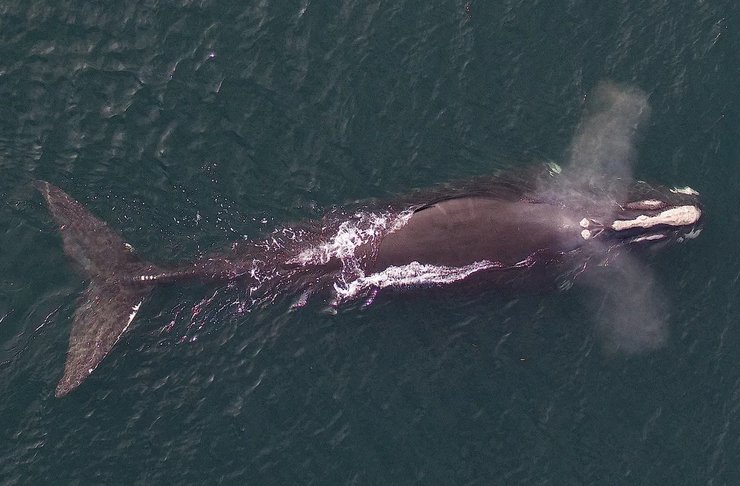 усатый кит океан