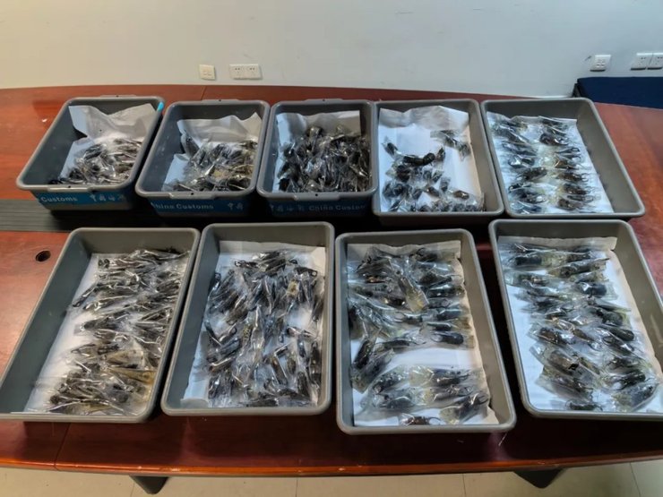 Жінка намагалася провезти комах через аеропорт, жуки, інопланетні жуки, намагалася заховати, контрабанда, екзотичні тварини