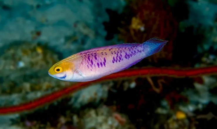 рыба, губан, Cirrhilabrus wakanda