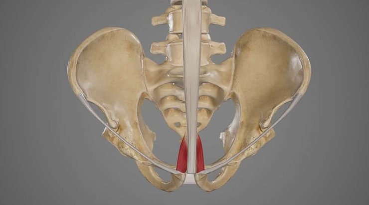 пирамидальные мышцы, рудимент, рудиментарный признак