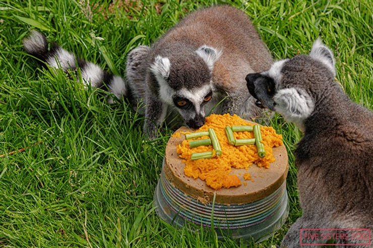 самый старый лемур в мире