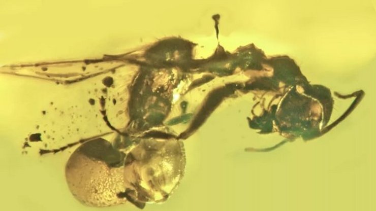 Древний муравей в янтаре