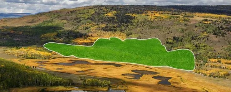 организм пандо