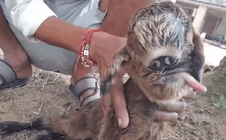 Козленок с одним глазом, циклопия, козленок-циклоп, нашли инопланетянина, необычное животное, родился с одним глазом