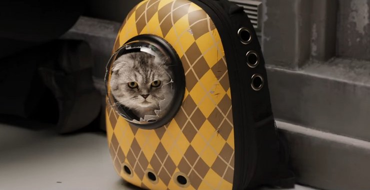 кот чип, аргайл