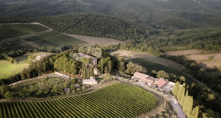 виноградники медведева