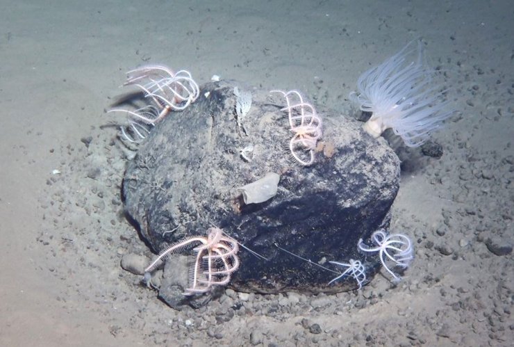 морские существа