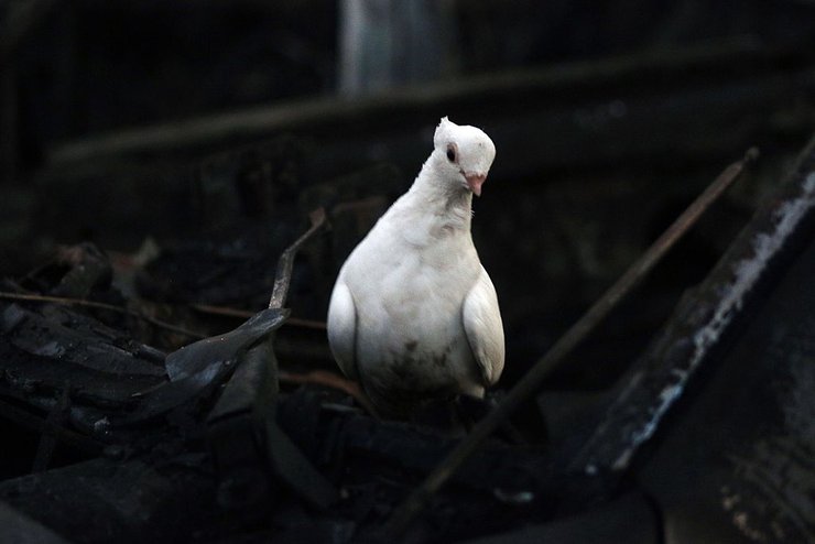 как начинаются войны, в чем причины войны, самые горячие военные конфликты, где дольше всего идет война, самые опасные регионы, куда опасней всего ездить, в чем причины войны, в чем причины войны в ираке, в чем причины войны в карабахе, в чем причины войны в сирии, в чем причины войны на балканах