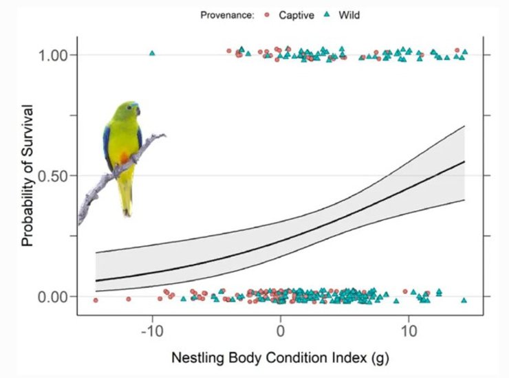 попугаи выживаемость