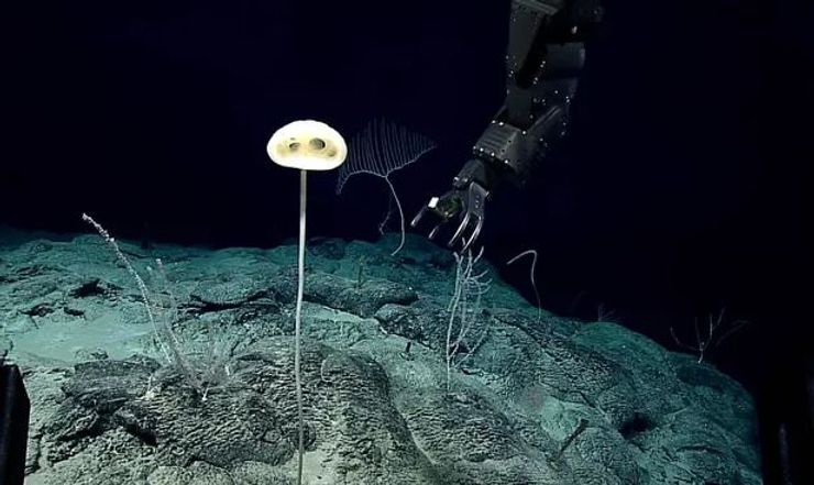 інопланетна губка