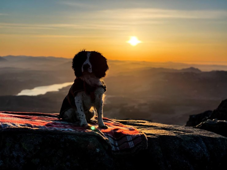 собака, помощник