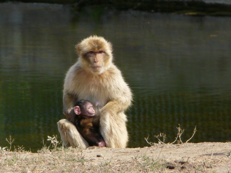 магот, природа, фото