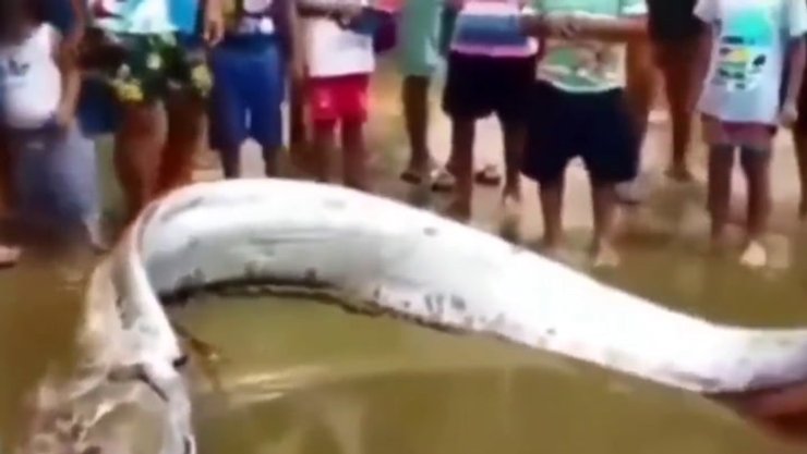 Гигантская рыба, Сельдяной король, рыба-весло, рыба, гигантская рыба, рыбу выбросило на пляж, выбросило на берег,