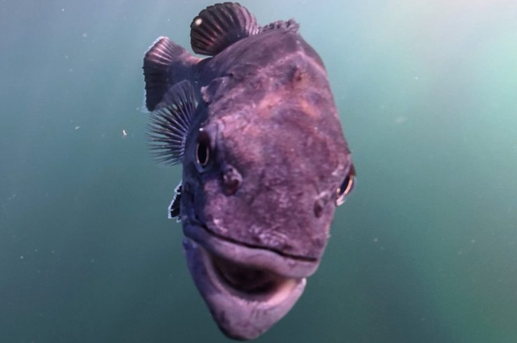 Великий план рідкісної доісторичної риби, поміченої біля узбережжя Корнуолла