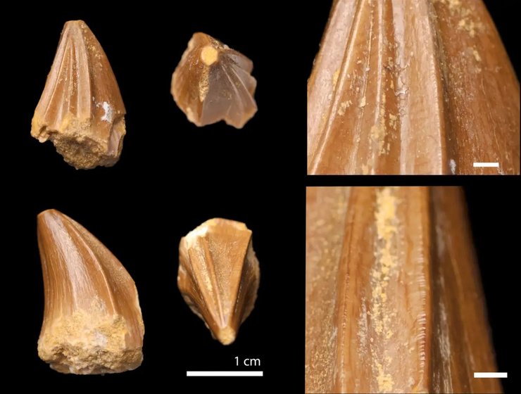 мозазавр зуби