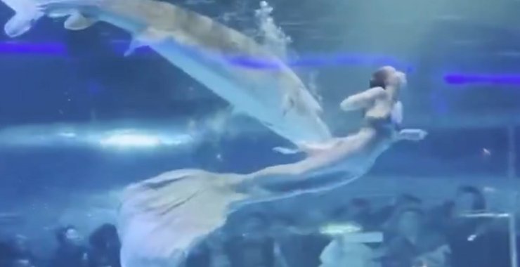 нападение на русалку, русалка, нападение рыбы