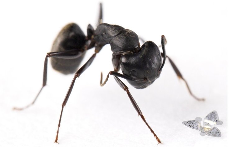 Микрочип меньше муравья