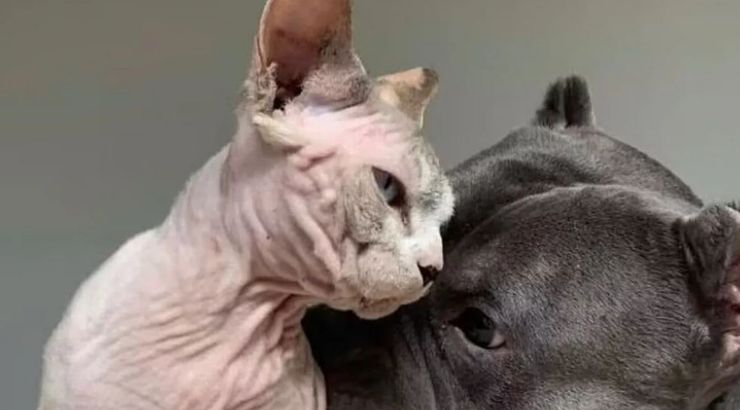 Появление бесшерстных котов XL Bully, большие сфинксы, порода котов без шерсти, животные