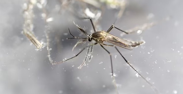 Малярийный комар