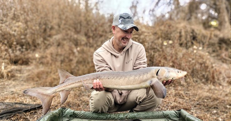 Озерний осетр