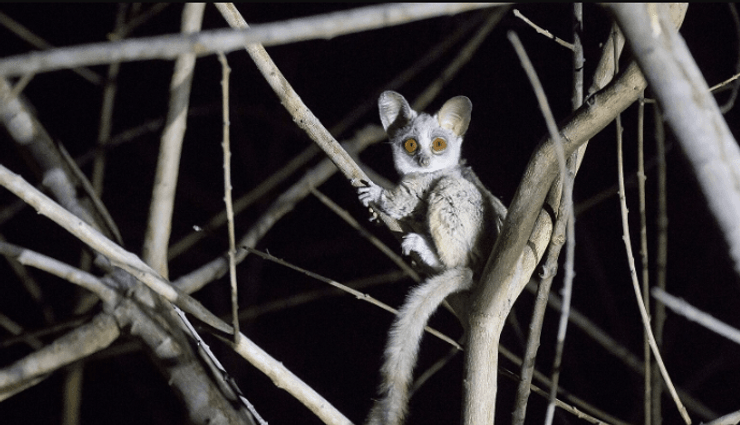 Галаго південний