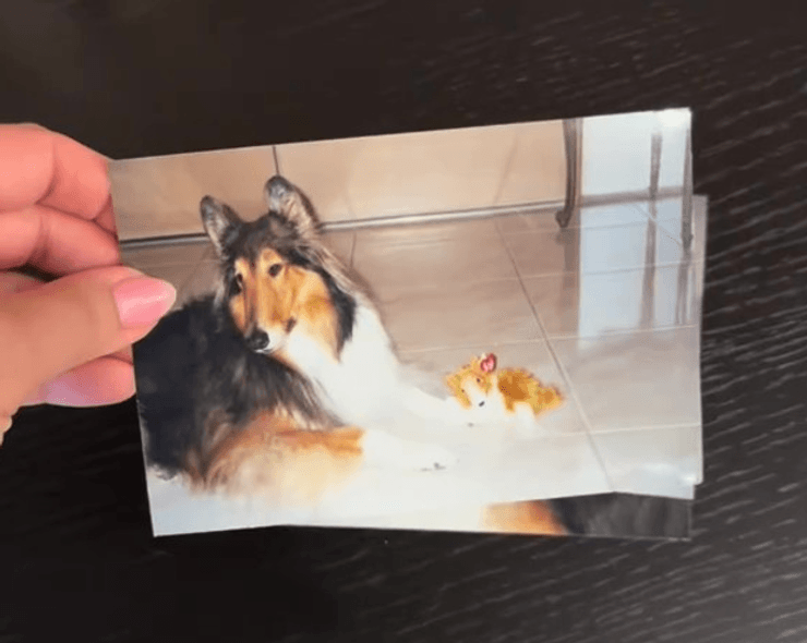 Собака породы колли