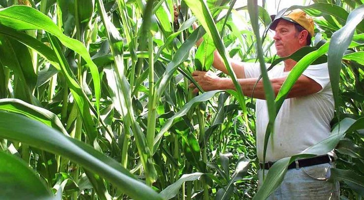 Проблем із ємностями для зберігання зернових не має бути, кажуть фахівці. Кукурудзу зберігатимуть на самих полях у спецмішках