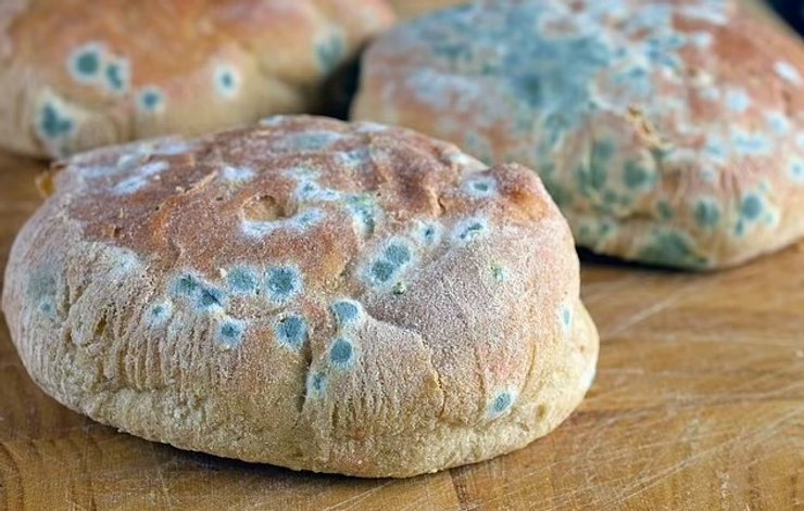 голубая плесень