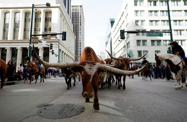 быки, рога, родео, Лучшие фотографии 2019