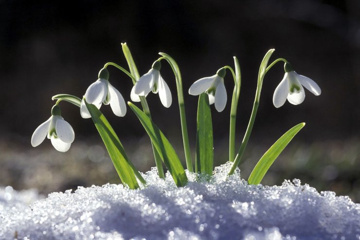 В Украине продолжается кампания за сохранение и охрану подснежников – одного из самых ценных ресурсов планеты.