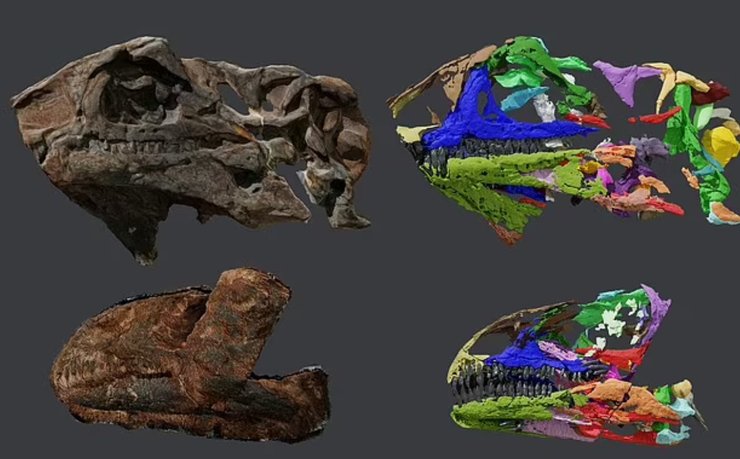 Issi saaneq, череп, новый вид, динозавр