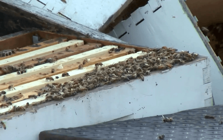 Пчелы, улей, дорога, авария