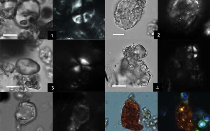 зерновые, микроскоп, фото