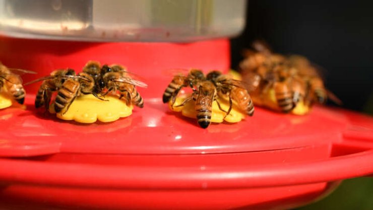 пчелы, кормушка, фото