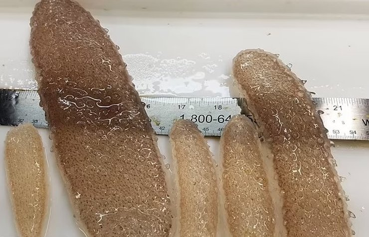 морские огурцы пиросомы