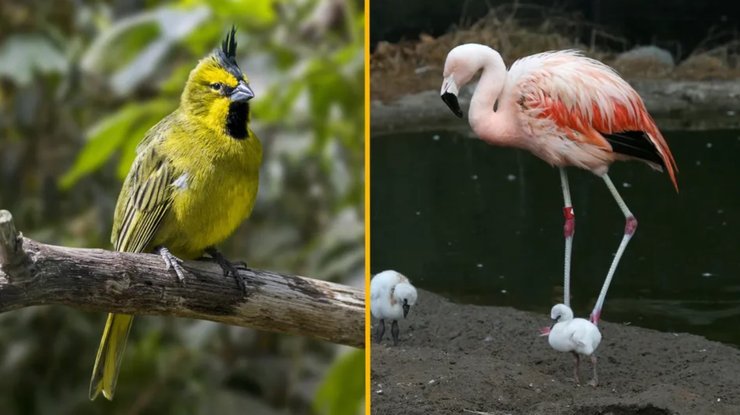 птицы кардинал фламинго