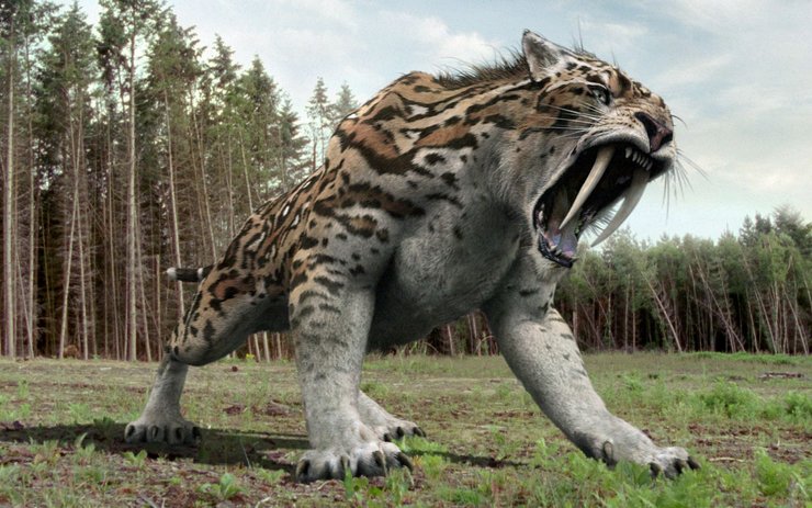 фото, саблезубая кошка