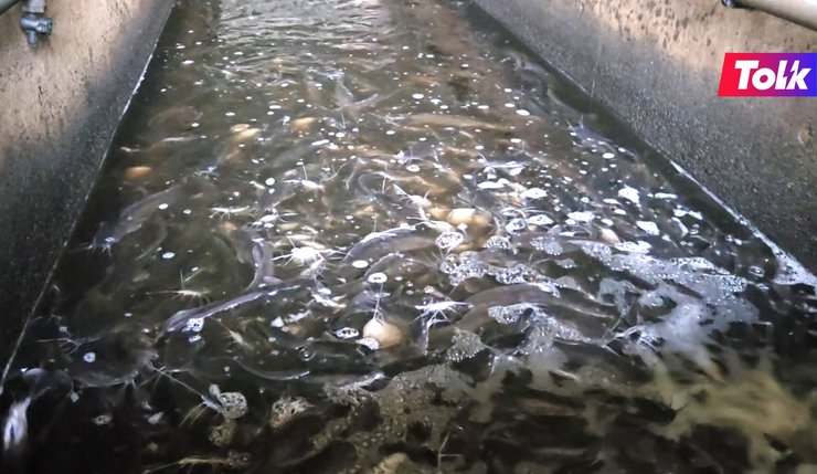 Tolkові партнерства: Laursen Aquaculture постачає лише свіжу, охолоджену, безпечну рибу без антибіотиків і стимуляторів