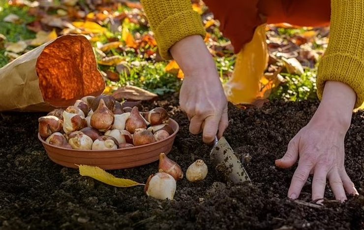 почва растения луковицы