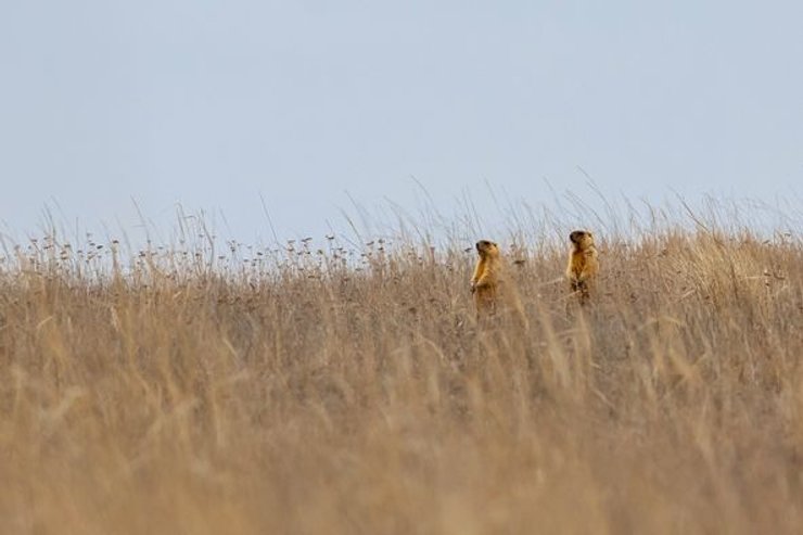 бабаки, одеська, область